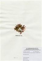 藏品(海木耳)的圖片